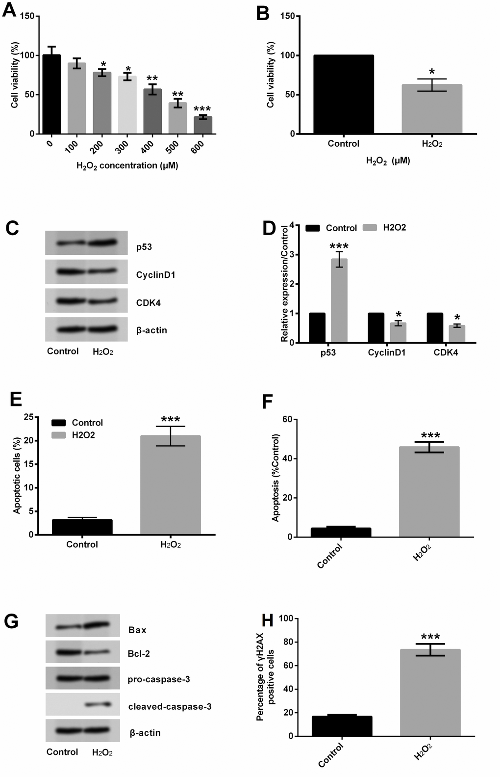 H2O2 induced HLEC injury. HLEC SRA01/04 cells were treated with 400 μM H2O2 for 1 h, and non-treated cells were acted as control. (A, B) Cell viability was measured by CCK-8 assay. (C, D) Expression of p53, cyclinD1 and CDK4 was testified by Western blot analysis. (E, F) Percentage of apoptotic cells was quantified by flow cytometry assay and TUNEL assay. (G) Expression of proteins related to apoptosis was detected by Western blot analysis. (H) γH2AX staining for detection of DNA levels. Data are shown as the mean ± SD of three independent experiments. *, P P P 