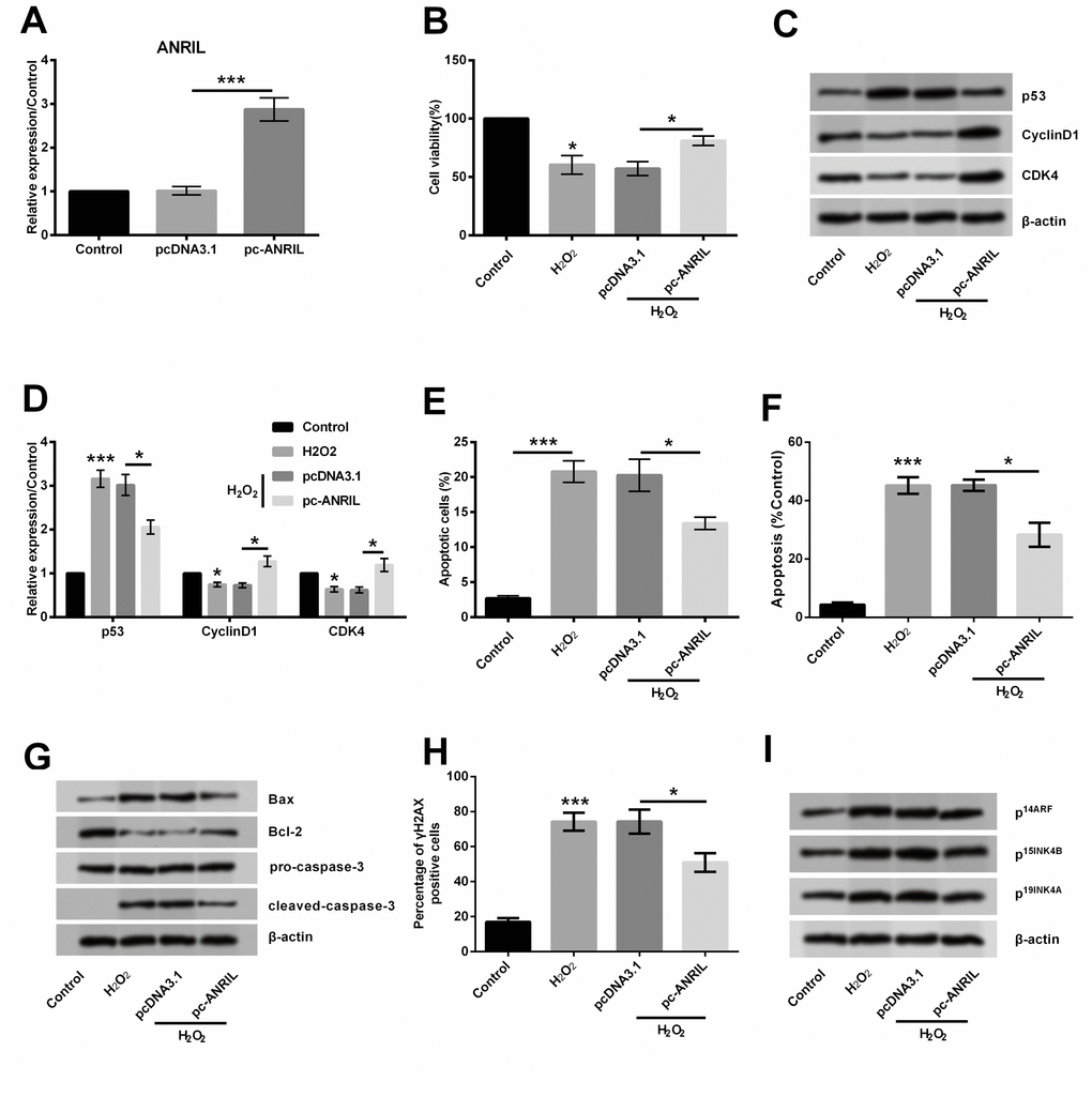 LncRNA ANRIL attenuated H2O2-induced HLEC injury. HLEC SRA01/04 cells were transfected with pcDNA3.1 or pc-ANRIL, and untransfected cells were acted as control. (A) Expression of lncRNA ANRIL was determined by RT-qPCR. Transfected or untransfected SRA01/04 cells were treated with 400 μM H2O2 for 1 h, and non-treated cells were acted as control. (B) Cell viability was measured by CCK-8 assay. (C, D) Expression of p53, cyclinD1 and CDK4 was testified by Western blot analysis. (E, F) Percentage of apoptotic cells was quantified by flow cytometry assay. (G) Expression of proteins related to apoptosis and (I) p14, p15 and p19 were detected by Western blot analysis. (H) γH2AX staining for detection of DNA levels. Data are shown as the mean ± SD of three independent experiments. *, P P 