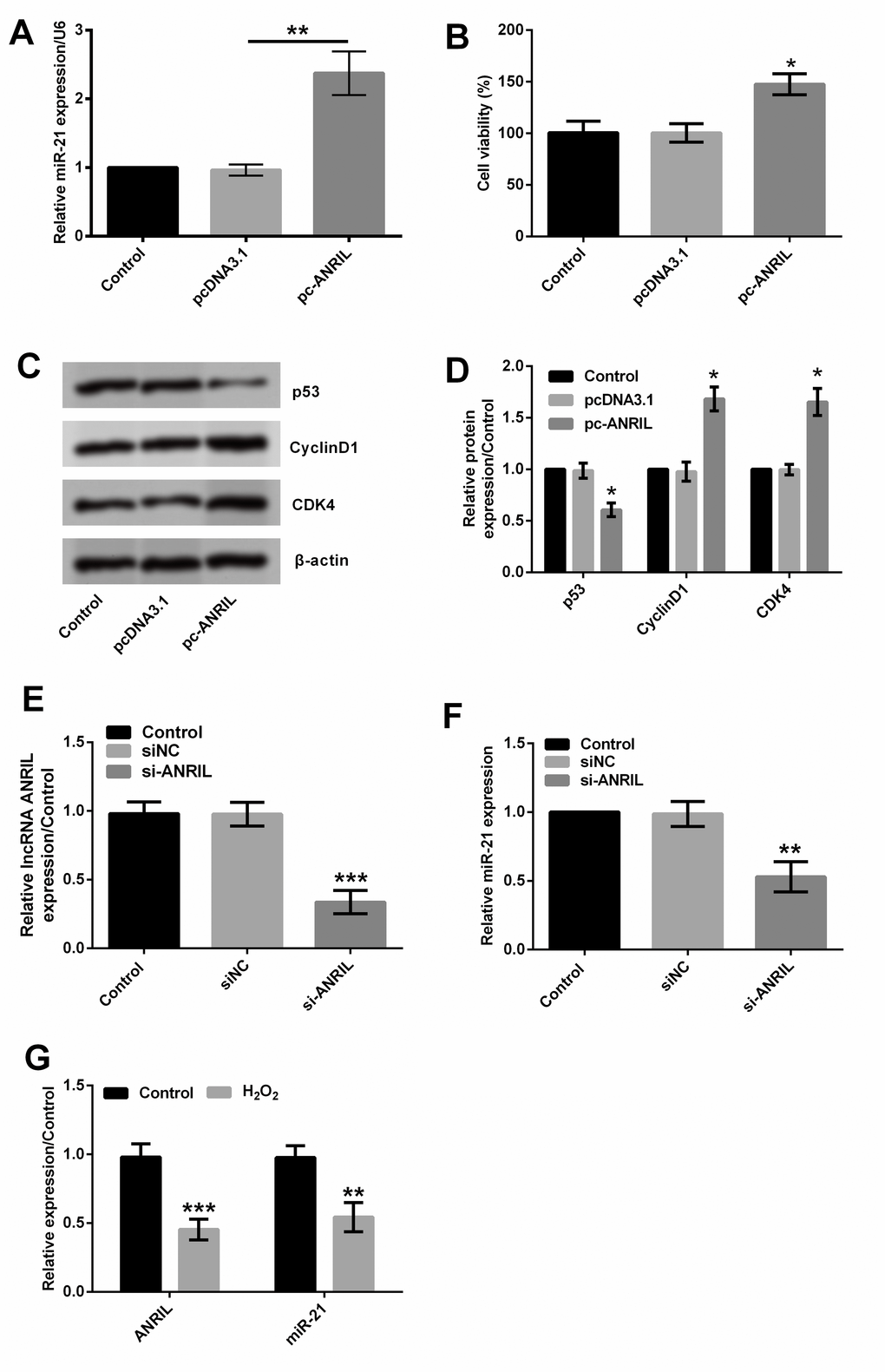 LncRNA ANRIL could up-regulate miR-21 expression in HLECs. HLEC SRA01/04 cells were transfected with pcDNA3.1 or pc-ANRIL, and untransfected cells were acted as control. (A) and (E–G) expression of lncRNA ANRIL and miR-21 were determined by RT-qPCR. (B) Cell viability was measured by CCK-8 assay. Data are shown as the mean ± SD of three independent experiments. *, P P P 