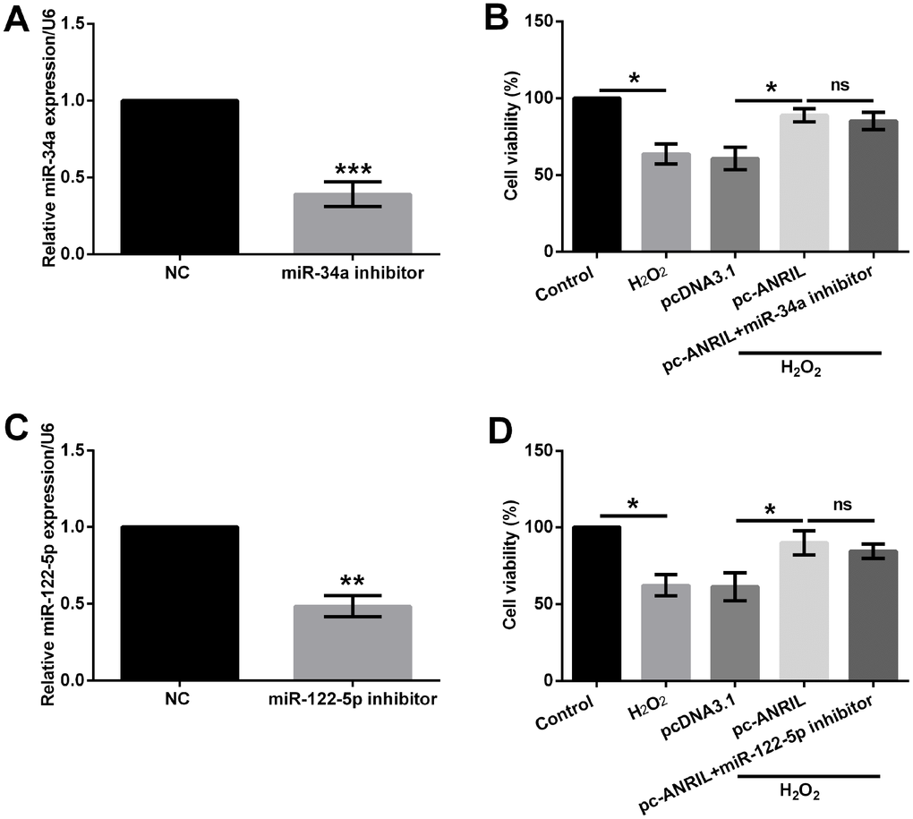 miR-34a and miR-122-5p could not affect the beneficial effects of LncRNA ANRIL in H2O2-treated HLECs. HLEC SRA01/04 cells were transfected with inhibitor-NC or miR-34a/miR-122-5p inhibitor, and untransfected cells were acted as control. (A) Expression of miR-34a and (C) miR-122-5p was determined by RT-qPCR. Cells co-transfected with pcDNA3.1 (pc-ANRIL) and miR-34a/miR-122-5p inhibitor (inhibitor-NC) or untransfected cells were treated with 400 μM H2O2, and non-treated cells were acted as control. (B and D) Cell viability was measured by CCK-8 assay. Data are shown as the mean ± SD of three independent experiments. *, P P P 