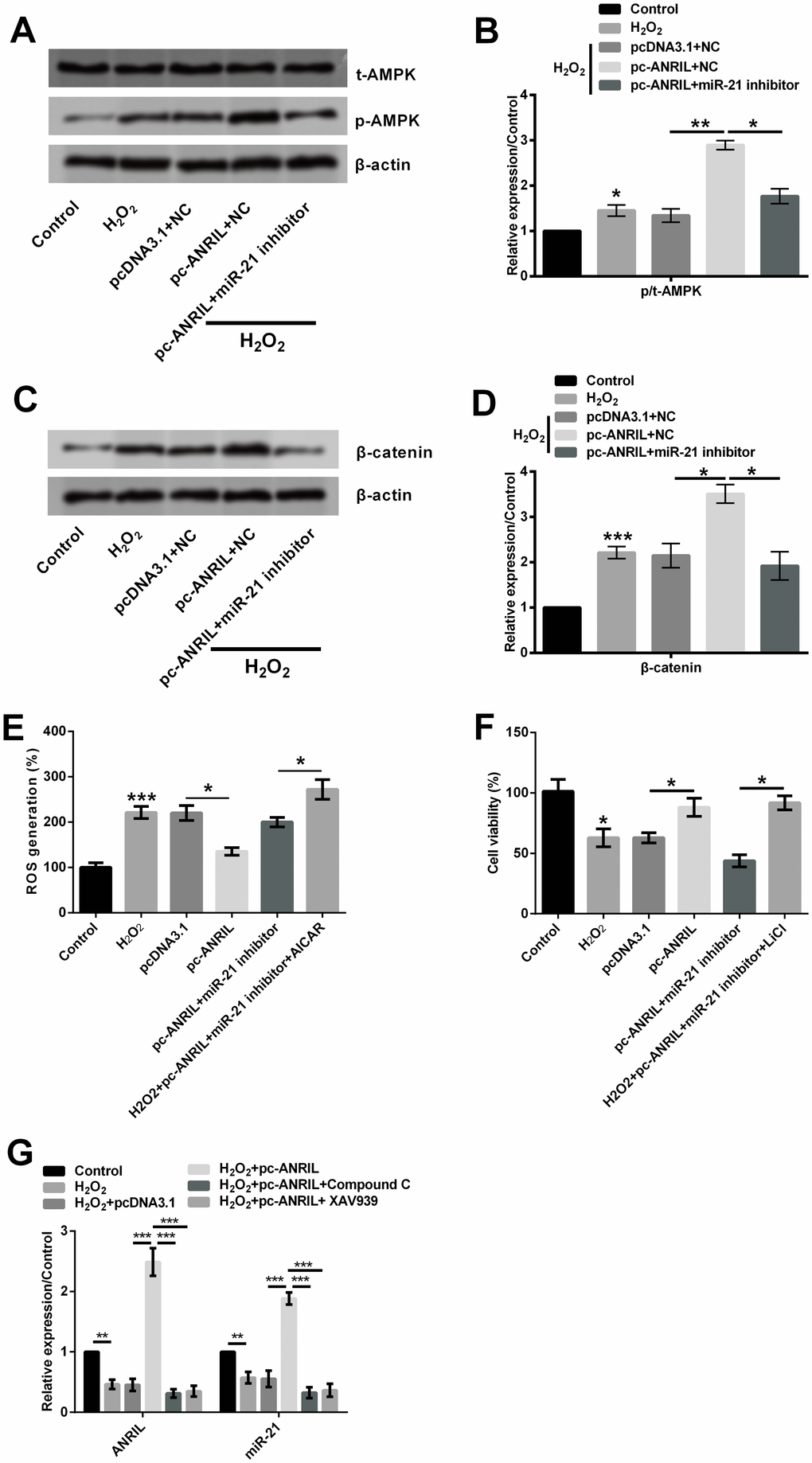 Long non-coding RNA ANRIL alleviates H2O2-induced injury by up 