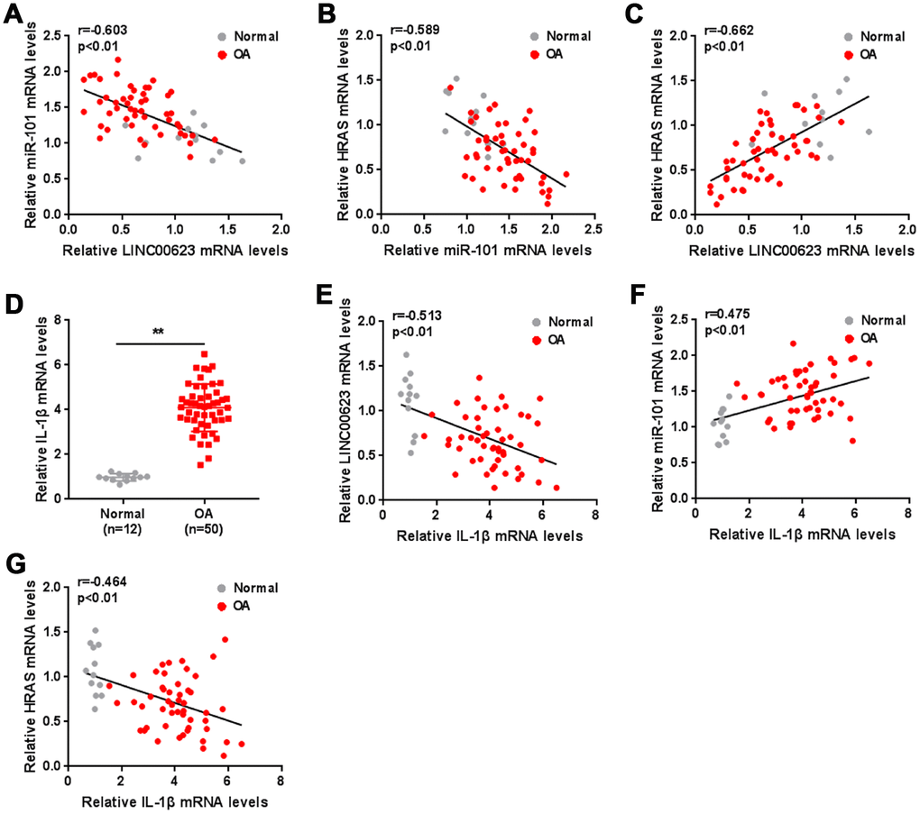 The expression of IL-1β and the correlation of LINC00623, miR-101, HRAS and IL-1β in tissue samples. (A–C) The correlation of LINC00623, miR-101 and HRAS expression was analyzed using Spearman’s rank correlation analysis. (D) The mRNA expression of IL-1β in normal and OA tissues were detected using real-time PCR. The data are presented as mean ± SD of three independent experiments. **PE–G) The correlation of IL-1β with LINC00623, miR-101 and HRAS expression, respectively, was analyzed using Spearman’s rank correlation analysis.