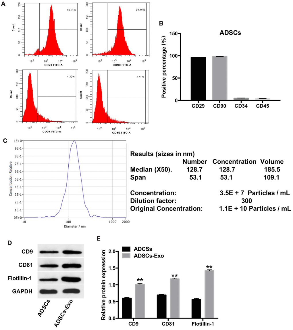 Characterization of ADSCs and ADSCs-Exo. (A, B) Flow cytometry analysis of ADSCs isolated from rabbit adipose tissues is shown using fluorescent-tagged antibodies against cell surface proteins, namely, CD29, CD90, CD34, and CD45. (C) The mean diameter of ADSCs exosomes was analyzed using a nanoparticle tracking system (NTA). NTA analysis of the exosomes isolated from ADSCs (ADSCs-Exo) shows a mean concentration of 1.1 x 1010 particles per mL. (D, E) Western blot analysis shows levels of CD9, CD81 and flotillin-1 proteins in the ADSCs and the ADSCs-Exo. GAPDH was used as an internal control. The levels of CD9, CD81 and flotillin-1 are expressed relative to GAPDH. ** denotes P 