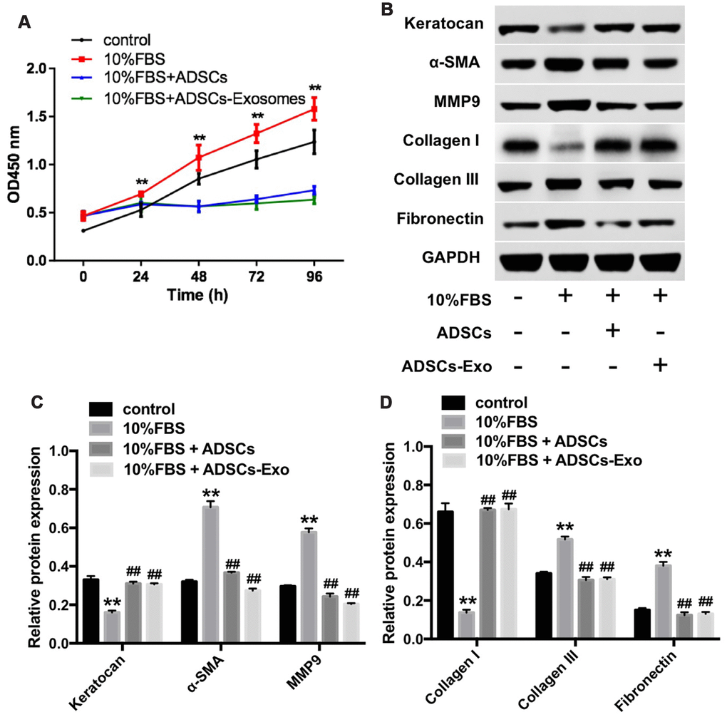 ADSCs-Exo inhibits FBS-induced differentiation of keratocytes into myofibroblasts. (A) CCK-8 assay results show the viability of rabbit corneal keratocytes incubated with ADSCs or ADSCs-Exo in the presence of 10% FBS for 0, 24, 48, 72 and 96 h. (B) Representative western blotting images show levels of keratocan, α-SMA, MMP9, collagen I, collagen III, and fibronectin proteins in rabbit corneal keratocytes incubated with ADSCs or ADSCs-Exo in the presence of 10% FBS for 96 h. GAPDH was used as an internal control. (C, D) Histogram plots show the levels of keratocan, α-SMA, MMP9, collagen I, collagen III, and fibronectin proteins relative to GAPDH in rabbit corneal keratocytes incubated with ADSCs or ADSCs-Exo in the presence of 10% FBS for 96 h, as determined by western blotting. ** denotes P ## denotes P 
