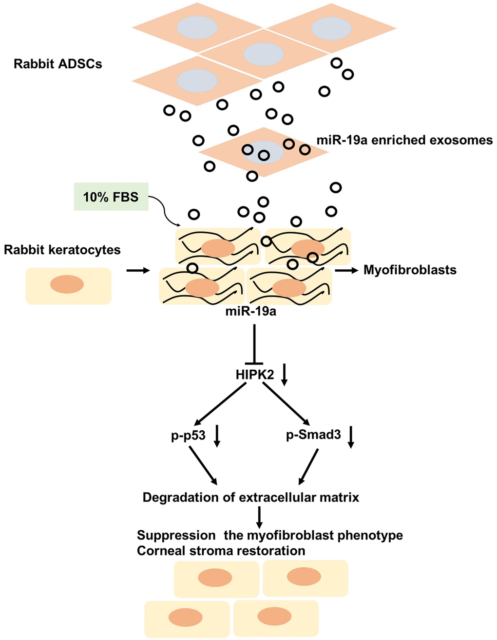 Putative mechanism by which ADSCs-Exo-miR-19a suppress the FBS-induced differentiation of rabbit corneal keratocytes into myofibroblasts. ADSCs-Exo-miR-19a suppresses FBS-induced differentiation of keratocytes into myofibroblasts by inhibiting HIPK2 expression. Reduced HIPK2 levels suppress the TGF-β/Smad3 and p53 signaling pathways, and reduce the expression of pro-fibrotic markers and ECM components. Overall, these events decrease cell viability and ECM degradation.