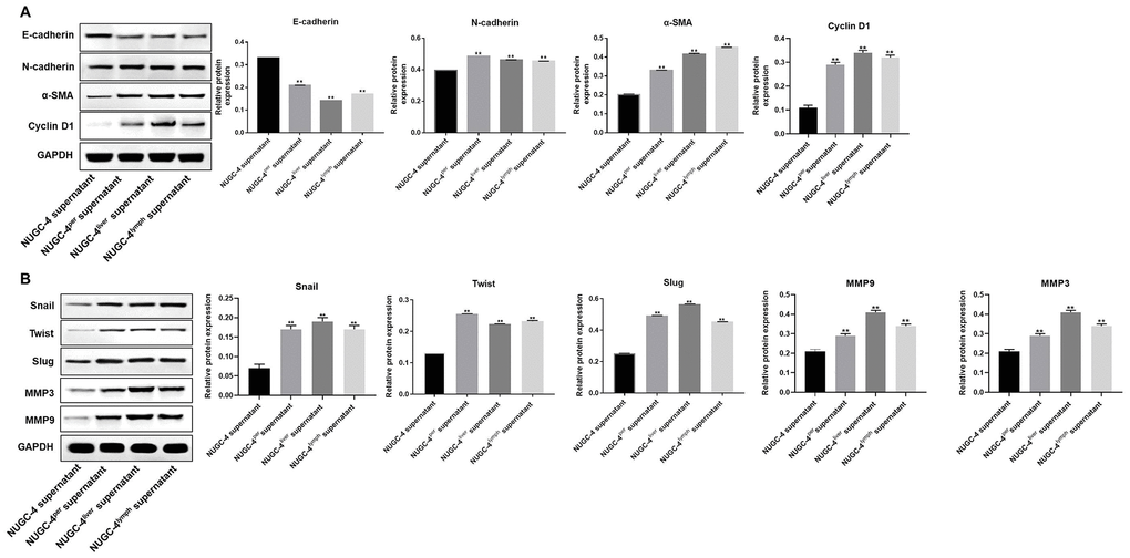 Metastatic gastric cancer cell supernatants significantly induced the EMT in peritoneal mesothelial cells. (A, B) HMrSV5 cells were co-cultured with NUGC-4, NUGC-4per, NUGC-4liver and NUGC-4lym cell supernatants for 72 h. Then, the relative levels of E-cadherin, N-cadherin, α-SMA, Snail, Twist, Slug, MMP3, MMP9 and Cyclin D1 in HMrSV5 cells were detected by Western blotting. **P