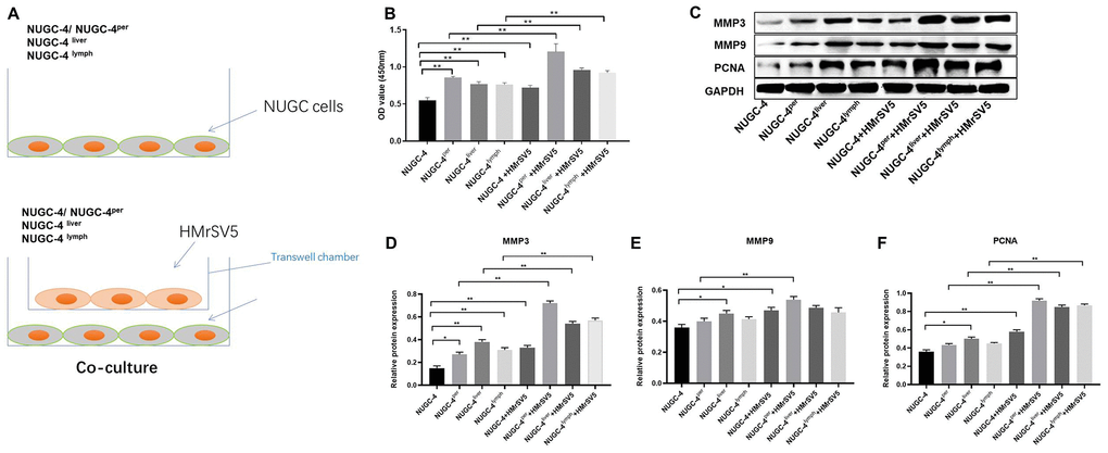 Peritoneal mesothelial cells significantly enhanced the proliferation of gastric cancer cells. (A) Primary or metastatic gastric cancer cells were co-cultured with HMrSV5 cells or nothing. (B) The viability of gastric cancer cells after 72 h of incubation was evaluated with a CCK-8 assay. (C–F) The relative protein expressions of MMP3, MMP9 and PCNA in primary or metastatic gastric cancer cells were detected by western blot. **P