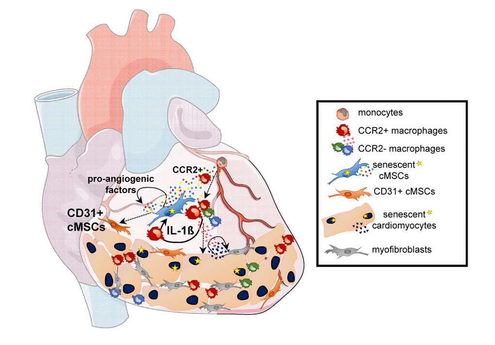 Cross-talk evolution between cardiomyocytes and cardiac stromal cell subsets during aging. During aging, cardiomyocytes and cardiac mesenchymal stromal cells (cMSC) acquire specific senescence associated secretory phenotypes (SASP) which promote age-related changes in the heart. Pro-angiogenic factors expressed by aged cMSCs increased frequencies of non-classical CD31+ cMSCs expressing endothelial related genes. SASP related pro-inflammatory mediators from cMSCs promote recruitment of monocyte-derived CCR2+ macrophages, with IL-1ß production re-enforcing cMSC senescence, cardiomyocyte hypertrophy and altered contractility. Concomitant acquisition of a non-conventional SASP by aged cardiomyocytes stimulates cardiomyocyte hypertrophy and myofibroblast activation.