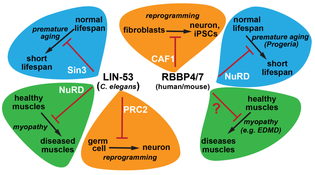 Physiological functions of the histone chaperone homologs LIN-53 and RBBP4/7 with respect to cellular safeguarding, muscular healthspan, and aging. In C. elegans the histone chaperone LIN-53 functions through the histone deacetylase complex Sin3 to ensure normal lifespan, while its function via the chromatin remodelling complex NuRD is required for muscle maintenance during aging. RBBP4/7 are the human homologs of LIN-53 and act through NuRD to prevent premature aging as seen in patients with the laminopathy disease Progeria. It remains to be determined whether RBBP4/7 are also required for muscle healthspan to prevent muscle decay in laminopathies with known muscle phenotypes. LIN-53 and its homologs safeguard cell fates by acting as reprogramming barriers via the PRC2 complex in C. elegans and CAF1 complex in mouse fibroblasts.