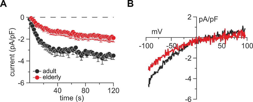 Untouched CD8+ T cells from elderly mice show reduced lP3-induced CRAC currents. (A) Average IP3-induced CRAC current amplitudes at –80 mV normalized to cell size from CD8+ T cells of adult (black, n = 8) and elderly (red, n = 7) mice. (B) Average current-voltage relationship of CRAC currents from cells presented in (A) after CRAC had fully developed. Data obtained are presented as mean ± SEM.
