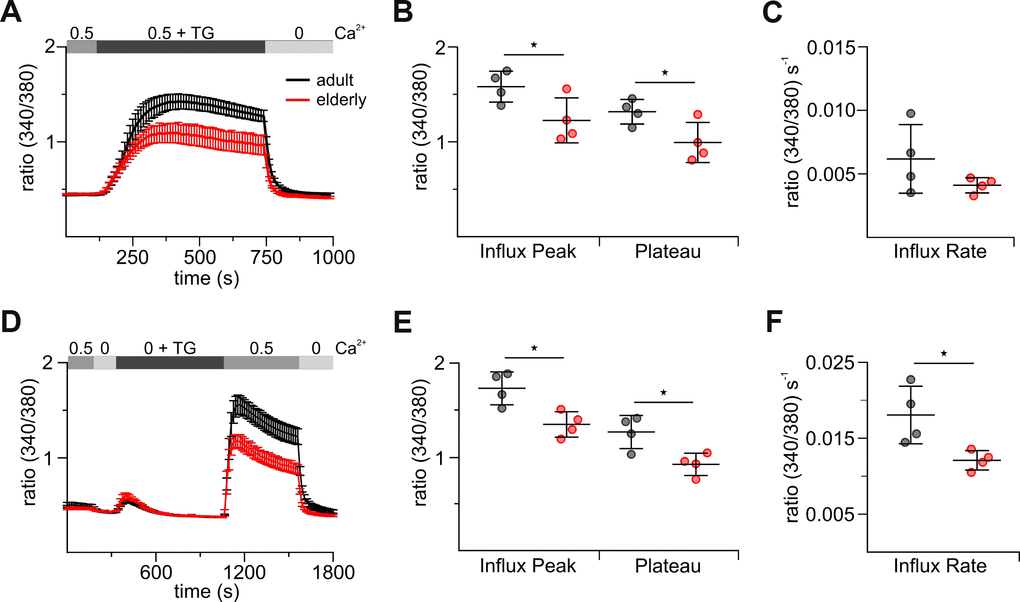 Stimulated CD8+ T cells from elderly mice show reduced thapsigargin (TG)-induced Ca2+ signals. (A) Fura2-AM based Ca2+ Imaging with 1 μM TG as stimulus applied in the presence of 0.5 mM [Ca2+]ext of CD8+ T cells (combined Ca2+ protocol) from adult (black, n = 4) and elderly (red, n = 4) mice. The scatter dot plot in (B) displays the corresponding statistics of Ca2+ influx peak and Ca2+ plateau and in (C) the corresponding influx rates. (D) Ca2+ Imaging with 1 μM TG applied in the absence of [Ca2+]ext before re-addition of 0.5 mM Ca2+ (re-addition protocol) of CD8+ T cells from adult (black, n = 4) and elderly (red, n = 4) mice. The scatter dot plot in (E) displays the corresponding statistics of Ca2+ influx peak and Ca2+ plateau and (F) the corresponding influx rates. Ca2+ data are presented as mean ± SEM. Scatter dot plots are presented as mean ± SD. * p 