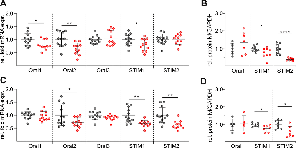 mRNA and protein levels of distinct STIM and Orai isoforms are reduced in CD8+ T cells of elderly mice. (A) Normalised relative mRNA expressions of Orai1, 2 and 3 and STIM1 and 2 of untouched CD8+ T cells from adult (grey, n = 12) and elderly (red, n = 11) mice. (C) Normalised relative mRNA expressions of SOCE components of stimulated CD8+ T cells from adult (grey, n = 12) and elderly (red, n = 11) mice. Protein quantification after normalization to GAPDH of SOCE components from (B) untouched (n = 7 - 9) and (D) stimulated (n = 5 - 7) CD8+ T cells lysates isolated from adult (black) and elderly (red) mice. Data obtained are presented as mean ± SD. * p 