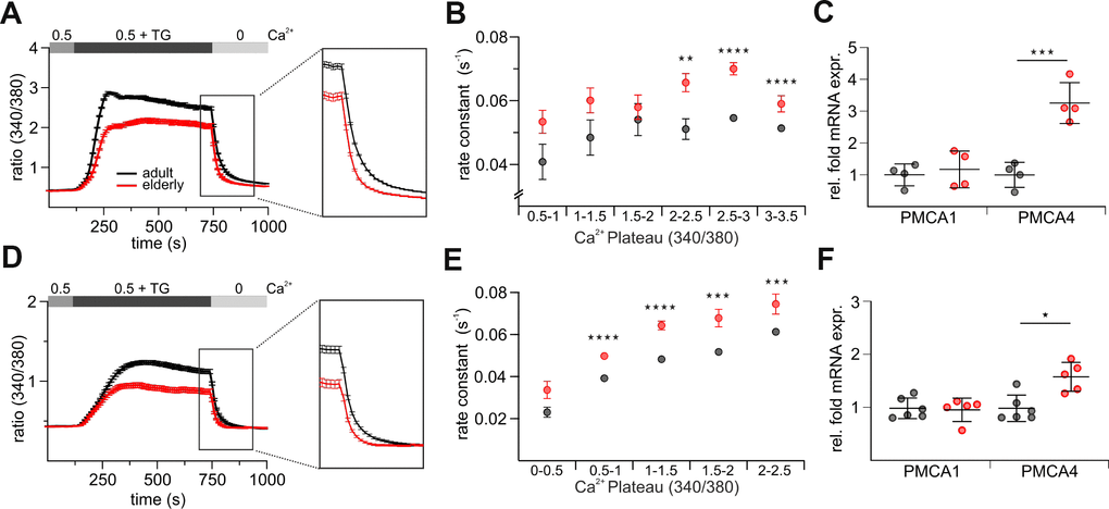 CD8+ T cells from elderly mice show a faster efflux of Ca2+. Exemplary combined protocol measurement of untouched (A) and stimulated (D) CD8+ T cells with a highlight on the Ca2+ plateau and efflux. Rate constants of untouched (B) and stimulated (E) CD8+ T cells from adult and elderly mice plotted against their respective Ca2+ plateaus. (C) Relative mRNA expressions of PMCA1 and 4 of untouched CD8+ T cells from adult (grey, n = 7) and elderly (red, n = 7) mice. (F) Relative mRNA expressions of PMCA1 and 4 of stimulated CD8+ T cells from adult (grey, n = 7) and elderly (red, n = 8) mice. Data obtained are presented as mean ± SD. * p 