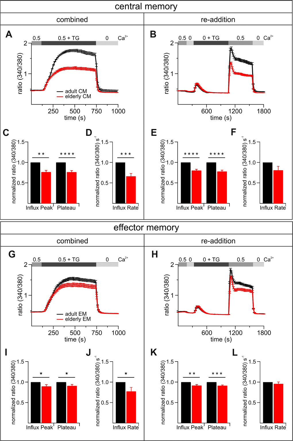 The most abundant subtypes of activated CD8+ T cells exhibit age-related reductions of TG-induced Ca2+ signals. Combined (A) and re-addition (B) protocol of CD8+ central memory T cells (CM) from adult (black, n = 6) and elderly (red, n = 6) mice. The bar graphs in (C) and (E) display the corresponding statistics of Ca2+ influx peak and Ca2+ plateau and in (D) and (F) the corresponding influx rates of combined and re-addition protocol, respectively. Combined (G) and re-addition (H) protocol of CD8+ effector memory T cells (EM) from adult (black, n = 6) and elderly (red, n = 6) mice. The scatter dot plots in (I) and (K) display the corresponding statistics of Ca2+ influx peak and Ca2+ plateau and in (J) and (L) the corresponding influx rates of combined and re-addition protocol, respectively. Ca2+ signalling curves show one exemplary out of six measurements with equal tendencies of central and effector memory cells of adult and elderly mice as mean ± SEM. Bar graphs show values of CD8+ T cells from elderly mice normalized to the values of CD8+ T cells from adult mice as mean ± SEM. * p 