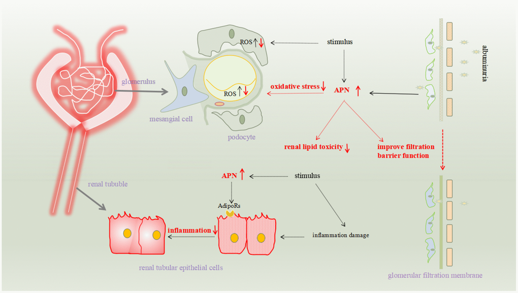 The pathomechanism of renal fibrosis involves several factors, including oxidative stress and related inflammation, disturbances of glucose metabolism, and hemodynamic abnormalities. Many studies have confirmed that APN is involved in reducing renal fibrosis, and its specific mechanisms include reducing renal toxicity, reducing renal cell damage, resisting fibrosis, and reducing proteinuria to protect the glomerular filter.