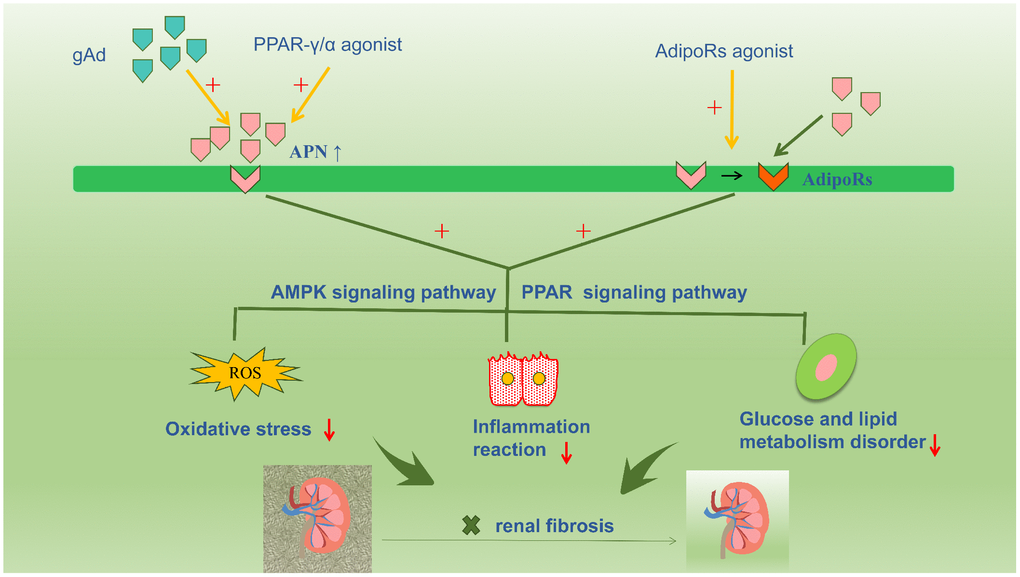 Accumulative evidence about the renoprotective role of adiponectin promotes a therapeutic strategy for renal fibrosis targeting adiponectin, such as increasing the plasma adiponectin level or increasing the sensitivity of adiponectin by activating adiponectin receptors. Numerous studies have confirmed that PPAR-γ agonist compounds increase adiponectin secretion and circulating adiponectin levels in adipose tissue. And the exogenous adiponectin is also currently a hot focus for the treatment of kidney disease. In addition, AdipoRon directly activates intrarenal AdipoR1 and AdipoR2, and promotes downstream reactions, thereby restrainting renal fibrosis.