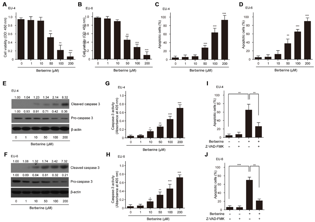 Effects of BBR on the survival and apoptosis of ALL cells. ALL EU-4 and EU-6 cells were treated with BBR (0, 1, 10, 50, 100, 200 μM) for 24 h. (A–B) Cell viability was analyzed by the CCK-8 assay. (C–D) Cell apoptosis was detected by TUNEL assay and the percentage of apoptotic cells was summarized. (E–F) Representative protein expression of the cleaved caspase-3 and pro-caspase-3 in cells treated with BBR at the indicated concentrations. Numerical label above each protein band indicates the fold change relative to expression of caspase-3 in the cells without BBR treatment. (G–H) Caspase-3 activity in the cells with BBR at the indicated concentrations was determined using the Caspase-3 Colorimetric Assay Kit. (I–J) ALL cells EU-4 and EU-6 cells were incubated 24 h with 50 μM BBR in the presence or absence of z-VAD-FMK (50 μM). Cell apoptosis was measured by TUNEL assay. Results are expressed as mean ± SD **ppppp