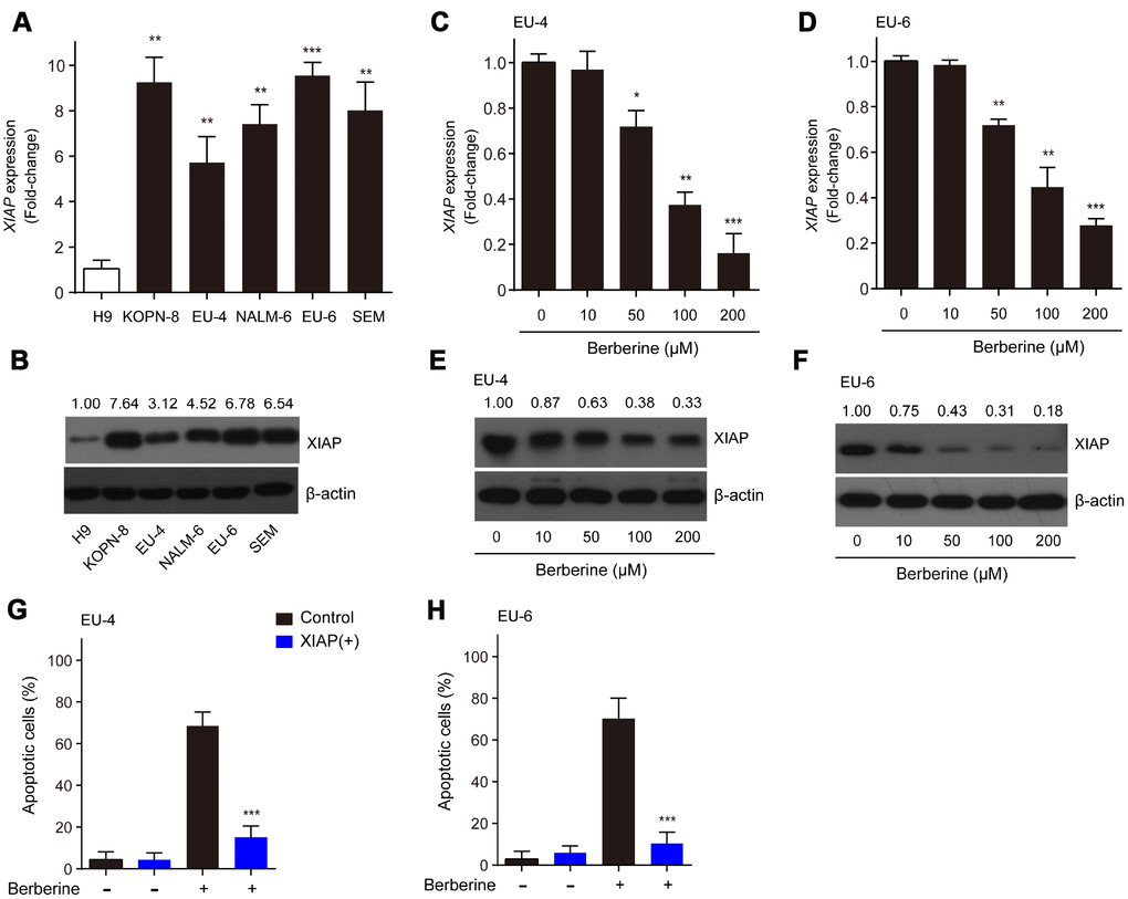 XIAP is implicated in the BBR-induced apoptosis in ALL cells. (A–B) Relative expression at the mRNA and protein levels of XIAP in ALL cells, KOPN-8, EU-4, NALM-6, EU-6, and SEM. H9 human lymphoma cells served as a control. EU-4 and EU-6 cells were treated by BBR at the indicated concentrations for 24 h. (C–D) Expression of XIAP mRNA in EU-4 and EU-6 cells. (E–F) Representative western blot analysis showing the effect of BBR on the expression of XIAP in EU-4 and EU-6 cells. (G–H) EU-4 and EU-6 cells were transfected with vector containing XIAP, or negative vector, and subsequently treated with 50 μM BBR for 24 h. Cell apoptosis was measured by TUNEL assay. The numbers above the western blots band are the quantification of the gray value normalized to control group. Results are expressed as mean ± SD. *ppp