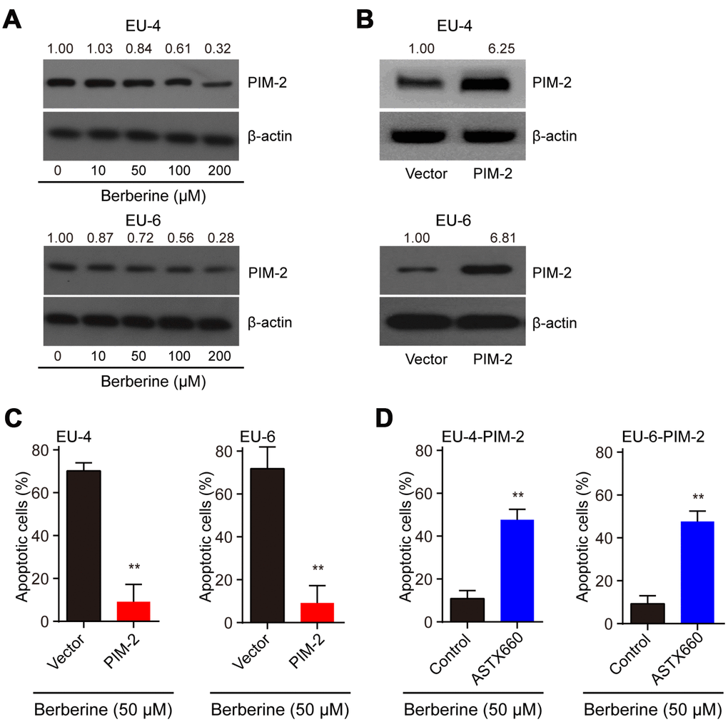BBR induces XIAP-mediated apoptosis through PIM-2. (A) Representative western blot analysis of PIM-2 expression in ALL cells EU-4 and EU-6 treated with different concentration of BBR. (B) PIM-overexpressed EU-4 and EU-6 cells were treated with 50 μM BBR for 24 h. The transfection efficiency was determined using western blot. (C) Cell apoptosis was measured by TUNEL assay. (D) PIM-2 overexpressed EU-4 and EU-6 cells were treated with 50 μM BBR in the presence or absence of XIAP antagonist ASTX660 for 24 h followed by treatment with 50 μM BBR for 24 h. Cell apoptosis was detected by TUNEL assay. Results are expressed as mean ± SD.**p
