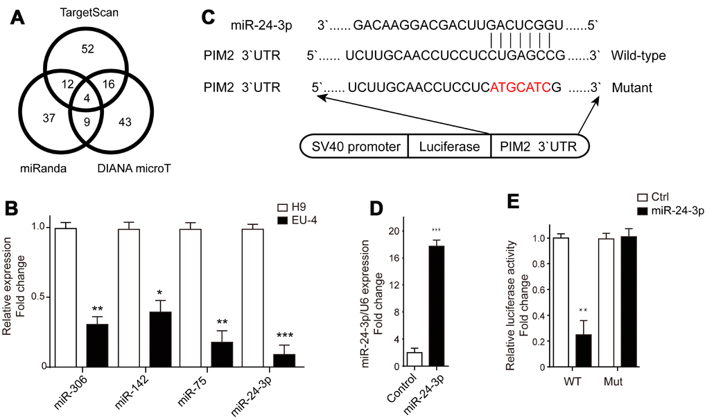 PIM-2 is a target of miR-24-3p. (A) The target microRNAs of PIM-2 were predicted by three prediction algorithms, TargetScan, miRanda and DIANA microT, and Venn diagram of overlap outcome between the prediction algorithms. (B) The expression profiles of microRNAs miR-306, miR-142, miR-75 and miR-24-3p in H9 and EU-4 cells. (C) The schematic diagram of the luciferase reporter gene plasmid containing the 3’-UTR of PIM-2 with predicted miR-24-3p target sites (Wild-type) or the mutated sites of 3’UTR of PIM-2 (Mutant). (D) The expression of miR-24-3p in HEK 293T cells transfected with miR-24-3p mimic (miR-24-3p) or negative control (Control). (E) The dual-luciferase reporter assay was performed in miR-24-3p-overexpressed HEK 293T cells. The numbers above the western blots band are the quantification of the gray value normalized to control group. Results are expressed as mean ± SD. *ppp
