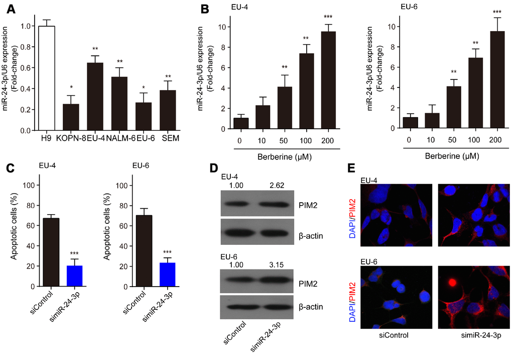 MiR-24-3p is implicated in the BBR-induced apoptosis by targeting PIM-2. (A) The expression profile of miR-24-3p in ALL cells, KOPN-8, EU-4, NALM-6, EU-6, SEM, and human lymphoma cell H9. (B) Effect of BBR on miR-24-3p expression in EU-4 and EU-6 cells. EU-4 and EU-6 cells were treated by BBR at the indicated concentrations for 24 h. The relative expression of miR-24-3p was measured by qRT-PCR and normalized to U6. EU-4 and EU-6 cells were transfected with siRNA targeting miR-24-3p (simiR-24-3p) or negative control (siControl), and subsequently treated with 50 μM BBR for 24 h. (C) Cell apoptosis was measured by TUNEL assay. (D) Representative western blot analysis showing PIM-2 expression in the cells. (E) Representative images of PIM-2 immunofluorescence staining in the treated cells. The numbers above the western blots band are the quantification of the gray value normalized to control group. Results are expressed as mean ± SD. *ppp