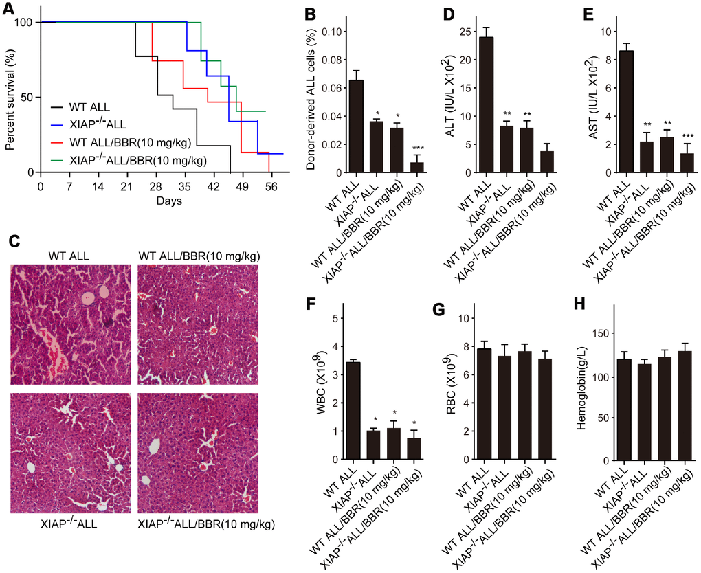 Inhibition of XIAP augments the effects of BBR on leukemia phenotype in xenograft mice. (A) Kaplan-Meier survival curves showing the mortality of the mice. (B) Donor-derived ALL cells were analyzed by flow cytometry. (C) Liver sections stained with H&E. (D) The levels of alanine aminotransferase (ALT) and (E) aspartate aminotransferase (AST) in serum were measured. The number of (F) white blood cells (WBC) and (G) red blood cells (RBC) in blood. (H) Serum levels of haemoglobin. Results are expressed as mean ± SD. *ppp