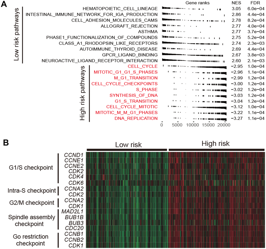 Functional annotation in high-/low-risk subtypes of LUAD. (A) Dysregulation of signaling pathways stratified by identified LUAD subtypes. (B) Expression profiles of cell cycle checkpoint markers in the high-risk group versus low-risk group.