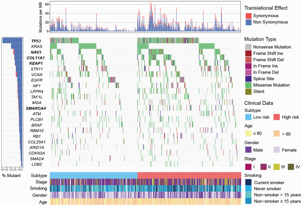 Mutational landscape of SMGs in TCGA LUAD cohort stratified by high-/low-risk subtypes. SMGs with significantly different mutation rate were highlighted in bold.