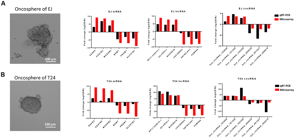 Comparison of results from microarray and qRT-PCR. qRT-PCR results of 6 mRNAs (XAGE5, COX7B2, MAGEB2, BHMT, PROM1 and SLCO1B3), 6 lncRNAs (RP11-332K15.1, XX-CR54.1, BC038578, LOC389023, SSTR5-AS1, and FAM99A), and 6 circRNAs (hsa