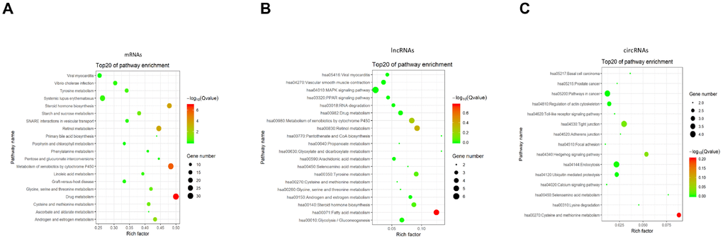 KEGG pathway enrichment of differentially expressed mRNAs (A), lncRNAs (B) and circRNAs (C). Enriched KEGG pathway scatter plot showing statistics of pathway enrichment in between the BCSCs and BCNSCs. The vertical axis represents the pathway name and the horizontal axis represents the rich factor. The size of the dot represents the number of differentially expressed genes in the pathway and the color of the point corresponds to the different q-value range.