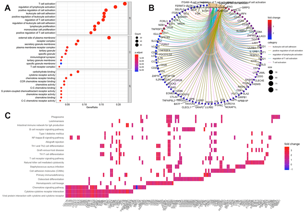 Enrichment analysis of microenvironment related differentially expressed genes (DEGs). (A) the top 10 of biological processes GO terms, cellular component GO terms, molecular function GO terms; (B) The correlation between intersection genes and top 5 biological processes GO terms; (C) KEGG (Kyoto Encyclopedia of Genes and Genomes) analysis of immune-related DEGs.