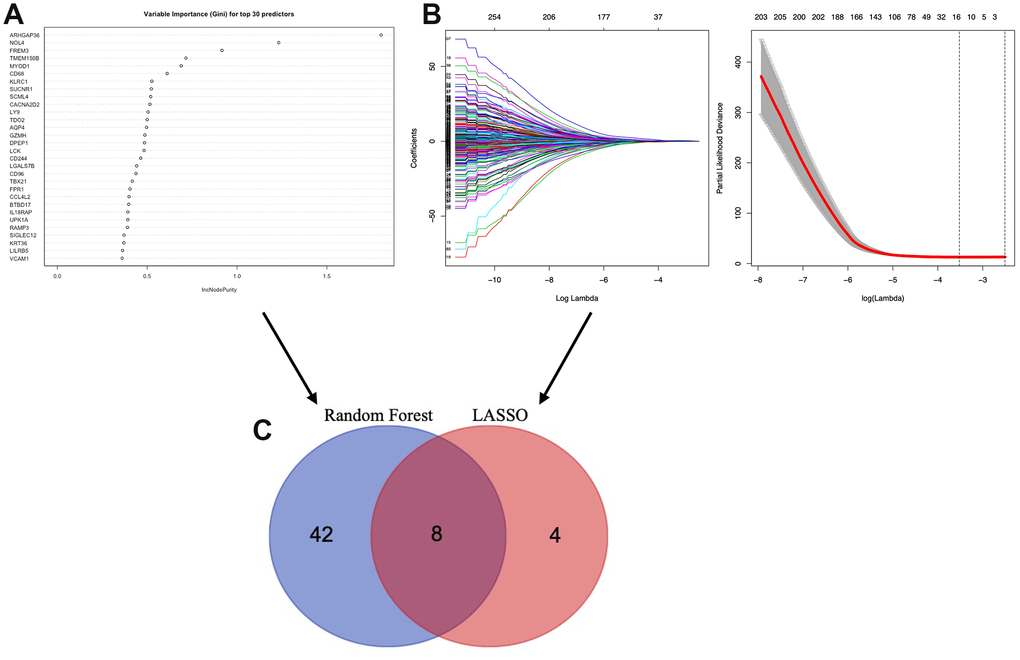 Selection of microenvironment related prognostic genes. (A) Random forest and (B) Lasso (Least Absolute Shrinkage and Selector Operation) algorithms were preformed to further select microenvironment related prognostic genes. (C) Venn diagram analysis between the genes selected by Random forest algorithm and Lasso algorithms.