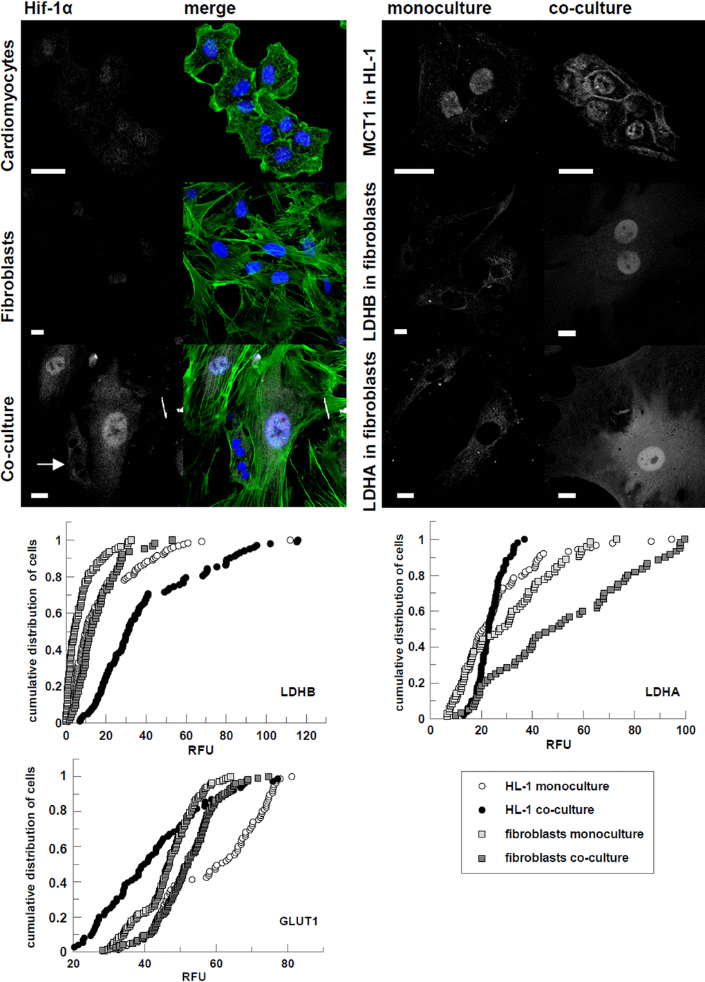 Changes in subcellular localization and immunostaining intensity of HIF-1α and proteins involved in glucose transport, and lactate transport and production evoked by cardiomyocytes-fibroblasts co culture. On merged pictures actin appears green and nuclei are shown in blue. White arrows point to cardiomyocytes. Bar = 20 μm. If the changes in fluorescence subcellular distribution were not evident, corrected total cell fluorescence of individual cells was calculated and presented in percentage frequency graphs. RFU – relative fluorescence units.