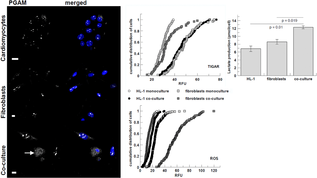 Co-culturing-induced changes in visibility of PGAM2 C-terminus, immunostaining intensity of TIGAR, and ROS and lactate production. PGAM2 is presented in white, nuclei are blue. White arrow point to cardiomyocytes. Bar = 10 μm. Lactate production is presented as pmol of lactate per cell per 48 h. Error bars represent standard deviation from three measurements. RFU – relative fluorescence units.