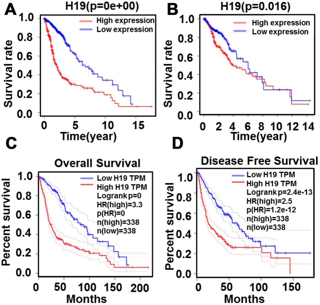 Relationship between H19 expression levels and survival rate in glioma as analyzed by Kaplan-Meier. (A) and (B) The relationship between survival rate and H19 expression level. (C) The relationship between overall survival and H19 expression level (D) The relationship between disease free survival and H19 expression level.