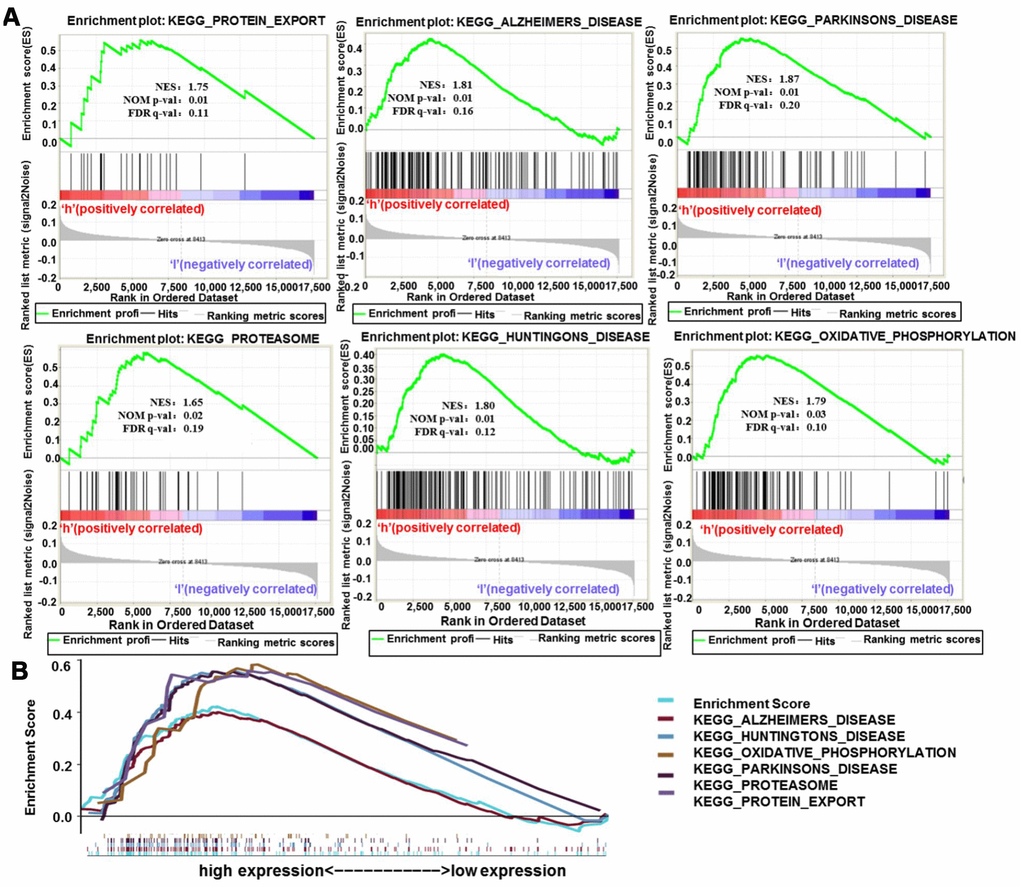 Enrichment plots from GSEA analysis. (A) GSEA analysis showed that protein export, Alzheimer's disease, Parkinson's disease, proteasome, Huntington's disease and oxidative phosphorylation were differentially enriched in H19 high expression phenotype. (B) The integrated GSEA analysis. Abbreviations: GSEA, gene set enrichment analysis; ES, enrichment score; NES, normalized ES; NOM p-val, normalized p-value.