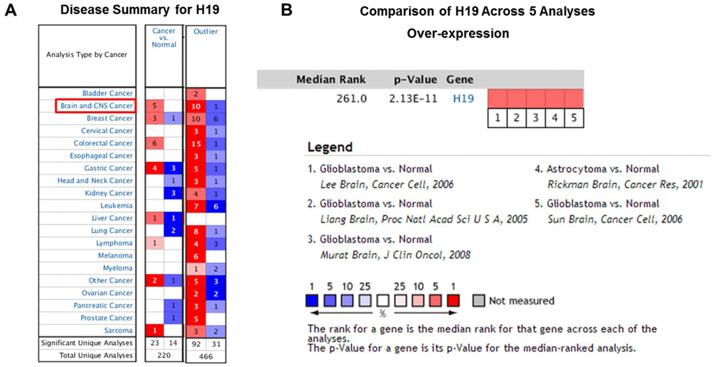 High expression of H19 in glioma tissues based on Oncomine. (A) In Brain and CNS cancer, H19 was significantly upregulated in five studies. Red represents high expression, blue represents low expression. The darker the color, the greater the significance. (B) Comparison of H19 expression across five analyses, and red means high expression. P