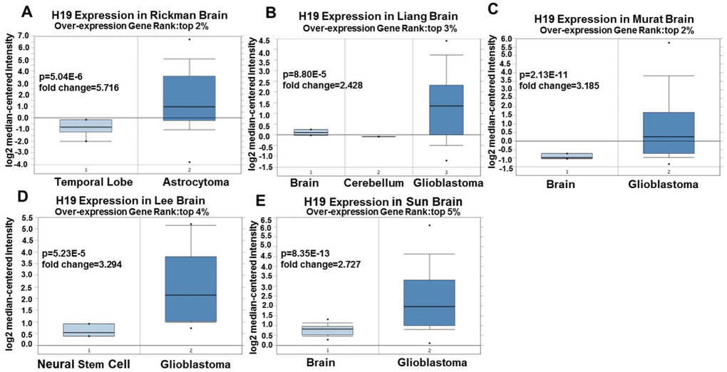 Expression level of H19 in each study based on Oncomine. (A) Rickman Brain, (B) Liang Brain, (C) Murat Brain, (D) Lee Brain, (E) Sun Brain. Top 2%/ (3%)/ (4%) / (5%) refers to the top 2% / (3%)/ (4%)/ (5%) of genes; P 