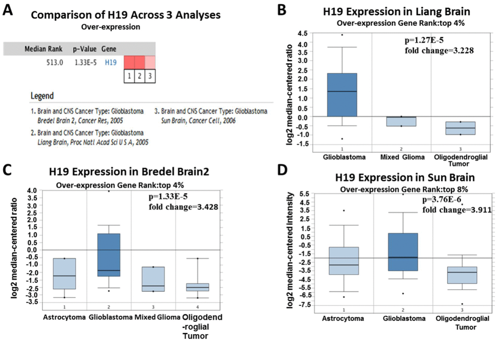 Analysis of relationship between the H19 expression and the malignant degree of glioma. (A) Comparison of H19 expression across three analyses, and red means high expression. H19 expression in (B) Liang Brain, (C) Bredel Brain 2, and (D) Sun Brain. The expression level is evaluated via the median line; Top 4% / (8%) refers to the top 4%/ (8%) of genes; P