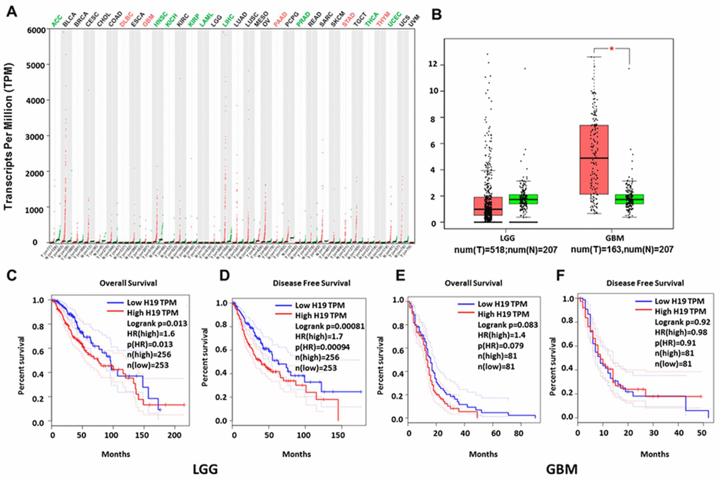 Relationship between H19 expression and prognosis of glioma patients based on GEPIA database. (A) H19 was significantly upregulated in various tumors, such as GBM, PAAD and STAD. (B) Expression level of H19 in LGG and GBM in comparison with the normal control. *, P C–F) The relationship between H19 expression levels and overall and disease-free survival in LGG and GBM as analyzed by GEPIA database. Abbreviation: LGG, low grade glioma; GBM, glioblastoma; num, number; T, tumor; N, normal.