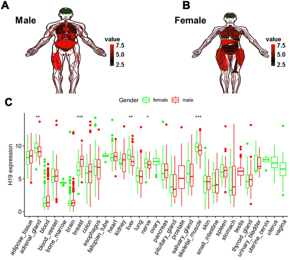 Expression level of H19 in normal human tissues as analyzed by GTEx data. (A) Compared to other normal tissues, the expression level of H19 in brain tissue in (A) men and (B) women. (C) Expression level of H19 in tissues of different genders.