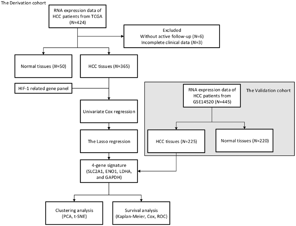 Study design. A prognostic classifier was constructed in the derivation cohort (TCGA, N=365) and further validated in the validation cohort (GSE14520, N=225).