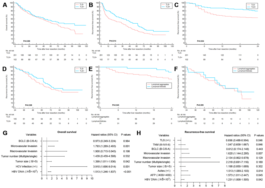 Clinical relevance of TLS in training cohort. (A) Kaplan–Meier curves showing no significant correlation between the occurrence of TLS and OS (P=0.088); (B) Kaplan–Meier curves showing patients with TLS+ had better RFS (P=0.014); (C and D) Kaplan–Meier curves showing patients with TLS+ had better early RFS (P=0.004) and comparable late RFS (P=0.308); (E and F) Kaplan–Meier curves showing patients with lymphoid follicles had better early RFS (P=0.045) and comparable late RFS (P=0.599) relative to those with lymphoid aggregates; (G) Multivariate analyses for OS; (H) Multivariate analyses showed that TLS was an independent predictor of RFS. TLS, tertiary lymphoid structures; OS, overall survival; RFS, recurrence-free survival.