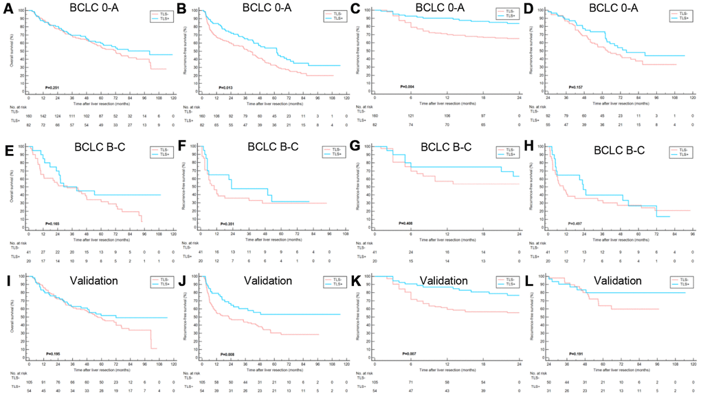 Clinical relevance of TLS in training cohort and validation cohort subgroups. (A–D) Kaplan–Meier curves showing that in patients with BCLC 0-A stage HCC, TLS+ was correlated to similar OS, better RFS, better early RFS and similar late RFS compared to those with TLS-; (E–H) Kaplan–Meier curves showing no significant correlation between TLS and OS, RFS, early RFS and late RFS for patients with BCLC B-C stage HCC; (I–L) Kaplan–Meier curves showing patients with TLS+ had similar OS, better RFS, better early RFS and similar late RFS compared to those with TLS- in the validation cohort. TLS, tertiary lymphoid structures; OS, overall survival; RFS, recurrence-free survival; BCLC, Barcelona Clinic of Liver Cancer.