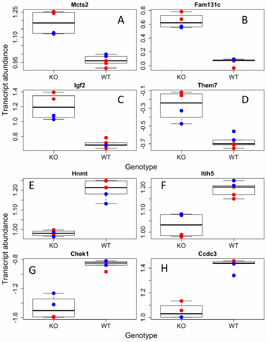 Individual transcripts differentially regulated in GHRH-KO mouse BAT. Sample of transcripts that were significantly increased (A–D) or decreased (E–H) in KO mutants compared to WT. Red dots indicate females, blue-males.