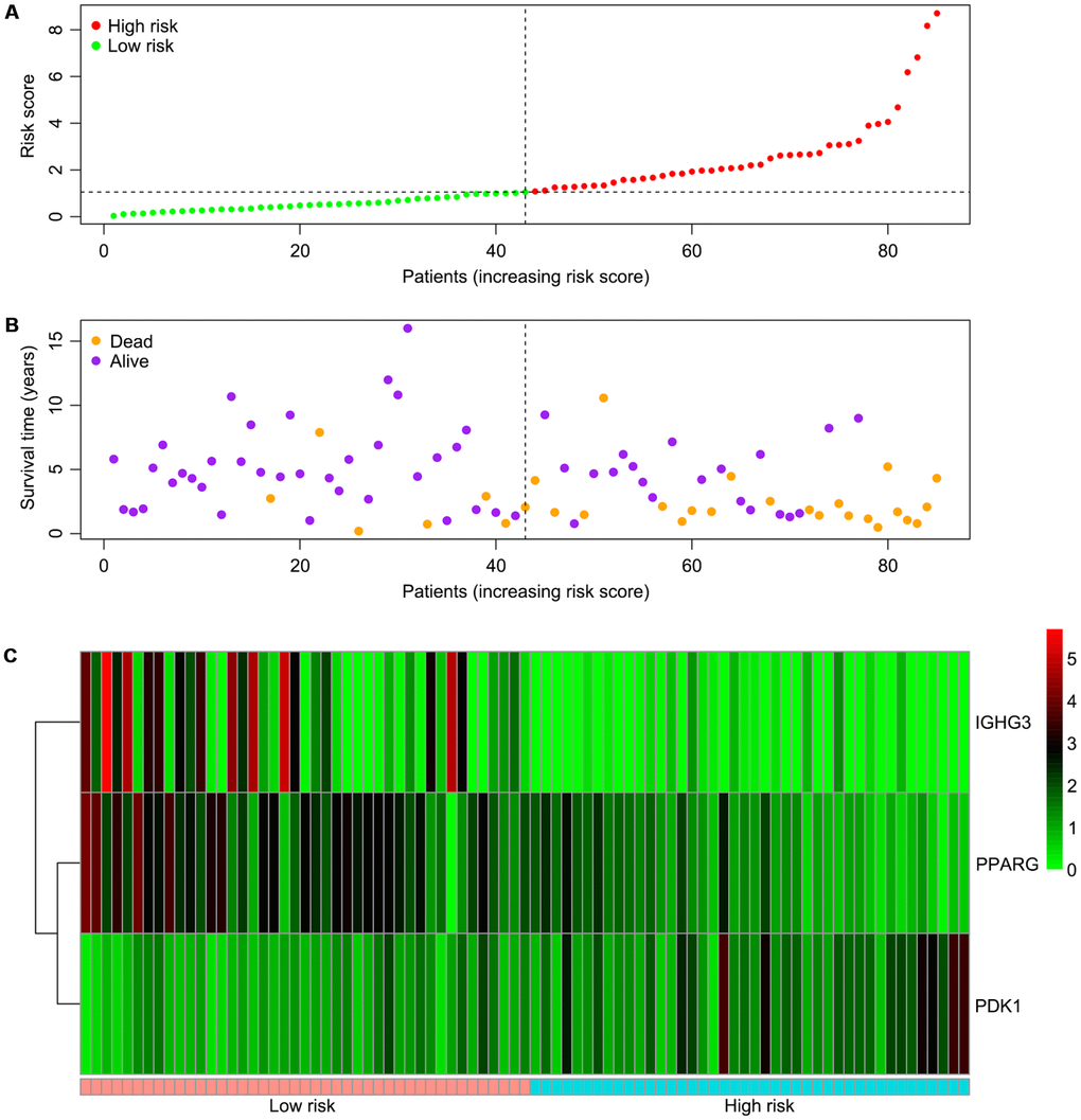 Associations of the risk score with the expression levels of three immune-related genes included in the risk model. (A) Dot plot of risk score. Vertical and horizontal axes respectively represent risk score and OS samples, ranked by increasing risk score. Red and green colors represent high and low risk cases, respectively. (B) Dot plot of survival. Vertical and horizontal axes respectively represent survival times and OS samples, ranked by increasing risk score. Orange and purple colors represent dead and living OS cases, respectively. (C) Heat map of the expression levels of the three genes. Vertical and horizontal axes respectively represent genes and OS samples, ranked by increasing risk score. Genes with higher, lower, and same expression levels are shown in red, green, and black, respectively. Color bars at the bottom of the heat map represent sample types, with pink and blue indicating low and high risk score samples, respectively. OS, osteosarcoma.