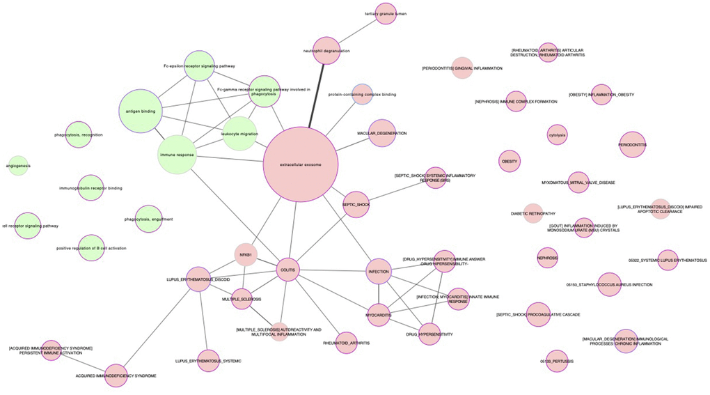 Representation of the biological relationships between healthy and unhealthy aging by subnetworks. The processes shared by 50 or more common proteins (i.e., those reflecting the strongest relationships) are shown. Nodes are filled in green and red background for proteins upregulated and downregulated, respectively, in healthy, functional centenarians compared with a control group with the opposite phenotype (i.e., mostly composed of people with low functional independence and who died from cardiovascular disease before becoming an octogenarian).