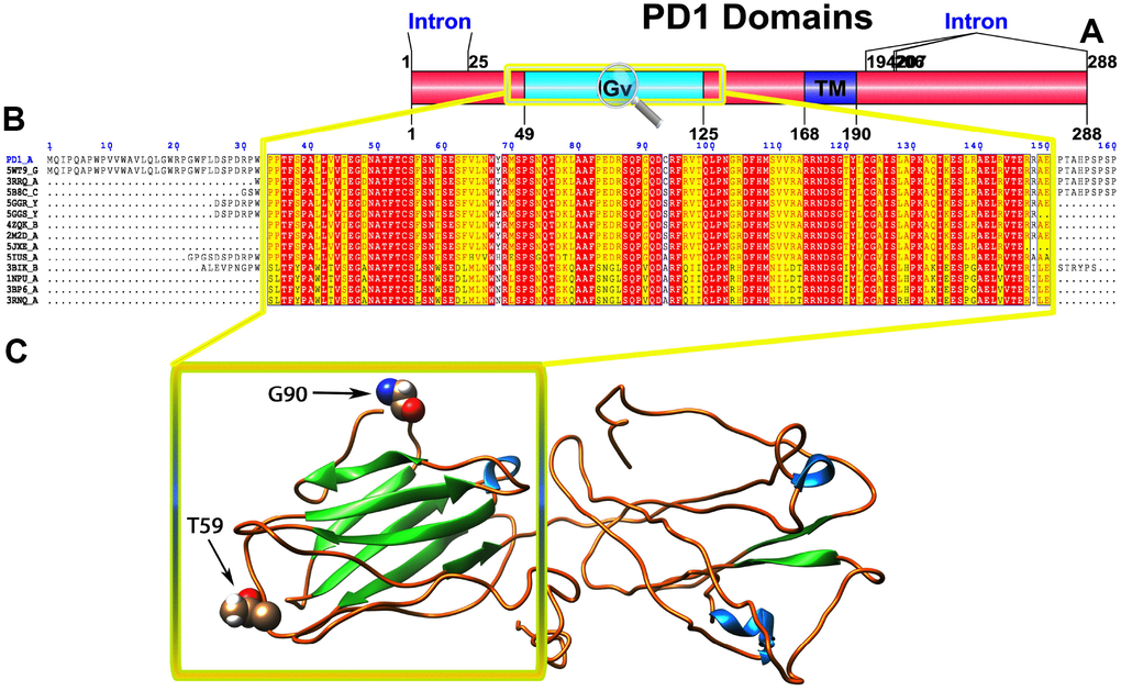 (A) Molecular structure of PD1 and Conserved domain analysis of PD1 protein. (B) Showing the MSA of the 20 most homologous proteins to PD1 (obtained with a BLAST+ search against the PDBAA database). Known secondary structure elements are displayed for all aligned sequences. Alternate residues are highlighted by gray. Identical and similar residues are boxed in red and yellow, respectively. (C) Location of positively selected amino acid sites identified PD1 conserved Ig domain. The crystal structure of human PD1 was used as a reference sequence and positively selected sites were drawn onto the crystal structure using Phyre tool (http://www.sbg.bio.ic.ac.uk/phyre2/html). Two residues identified under selection fall in the immunoglobulin-like domain containing the ligand-binding site. The sites which fall in the region identified as the ligand-binding site and another cluster in a region immediately following the signal sequence.