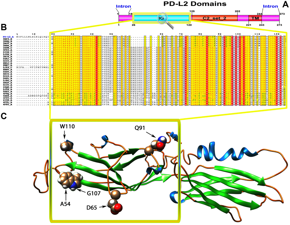 (A) Molecular structure of PD1 and Conserved domain analysis of PD-L2 protein. (B) Showing the MSA of the 20 most homologous proteins to PD-L2 (obtained with a BLAST+ search against the PDBAA database). Known secondary structure elements are displayed for all aligned sequences. Alternate residues are highlighted by gray. Identical and similar residues are boxed in red and yellow, respectively. (C) Location of positively selected amino acid sites identified PD-L2 conserved Ig domain. The crystal structure of human PD-L2 was used as a reference sequence and positively selected sites were drawn onto the crystal structure using Phyre tool (http://www.sbg.bio.ic.ac.uk/ phyre2/html). Five residues identified under selection fall in the immunoglobulin-like domain containing the ligand-binding site. The sites which fall in the region identified as the ligand-binding site and another cluster in a region immediately following the signal sequence.