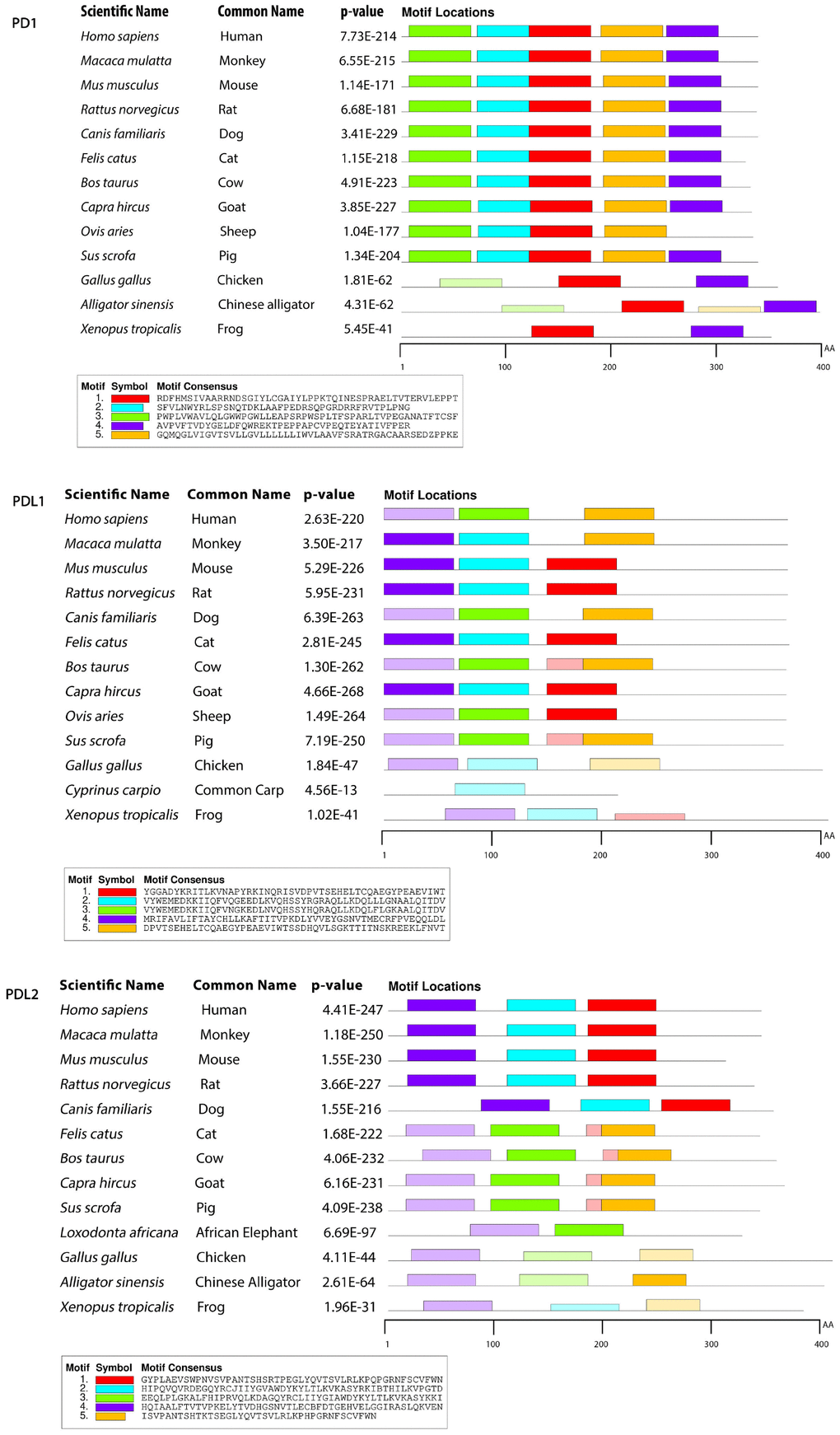 Motif distribution of PD1, PD-L1 and PD-L2 genes in representative vertebrate species. Motifs of these genes from representative species from each group are predicted using MEME suite (http://meme-suite.org/) based on amino acid sequences. All sequences are separated by 5 conservative motifs with colors, including motif 1 (red), motif 2 (cyan), motif 3 (green), motif 4 (purple) and motif 5 (brown).
